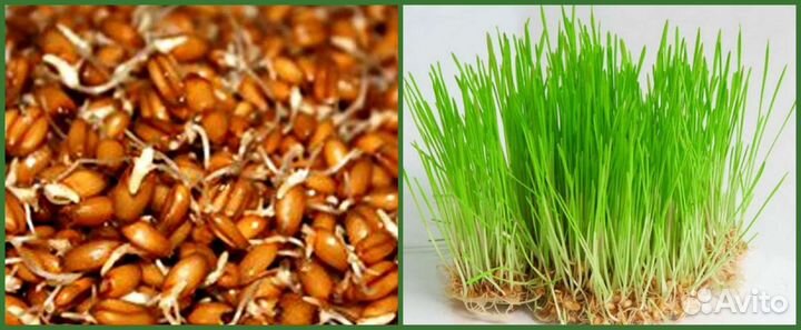 Травка в наличии для домашних любимцев