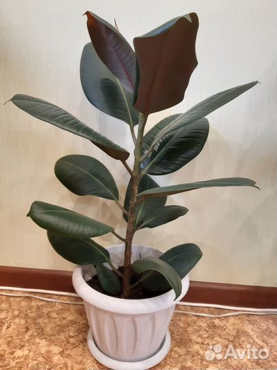 Комнатное растение, фикус