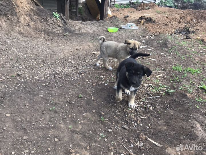 Щенки