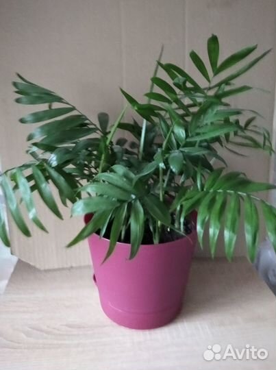 Хамидорея пальма