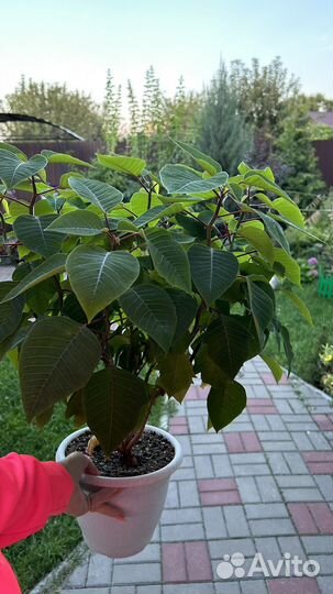 Пуансеттия