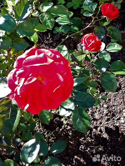 Плодородный грунт чернозем