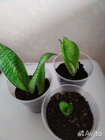 Комнатные цветы