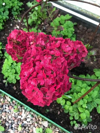 Гортензии из питомника оптом и в розницу
