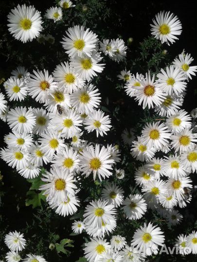 Астры многолетние (сентябрины)