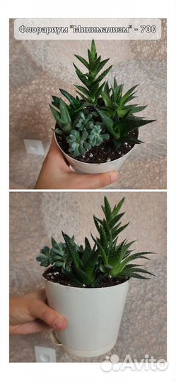 Флорариум из суккулентов