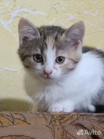 Котята ищут дом