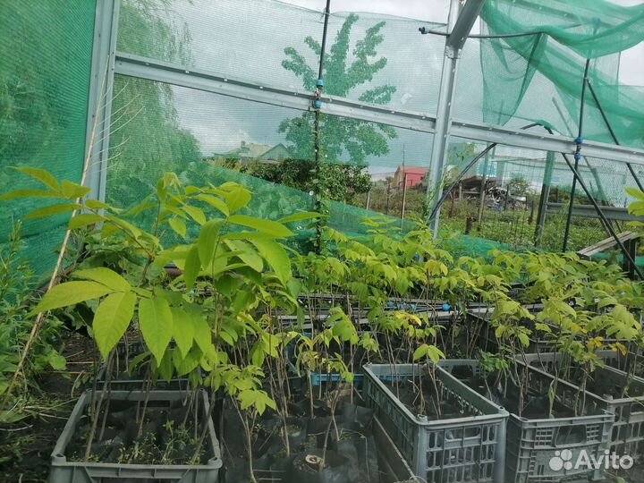 Маньчжурский Орех саженцы