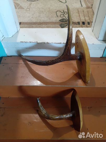 Рога лося на медальоне