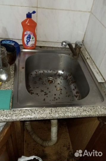 Дезинсекция от тараканов и клопов с гарантией