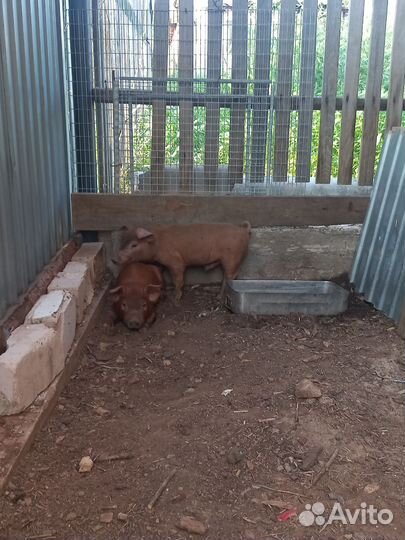 Поросята дюрок