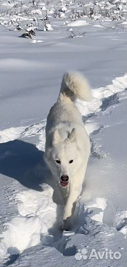 Щенки от рабочих охотничьих всл