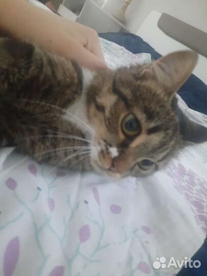 Молодая кошечка 1 год. Отдаём в хорошие руки