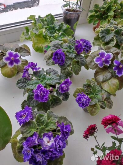 Фиалки ле-Лунтик ват-Царь горох