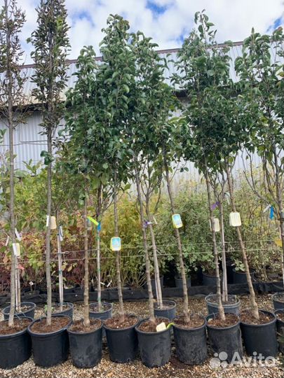 Саженцы груши и яблони