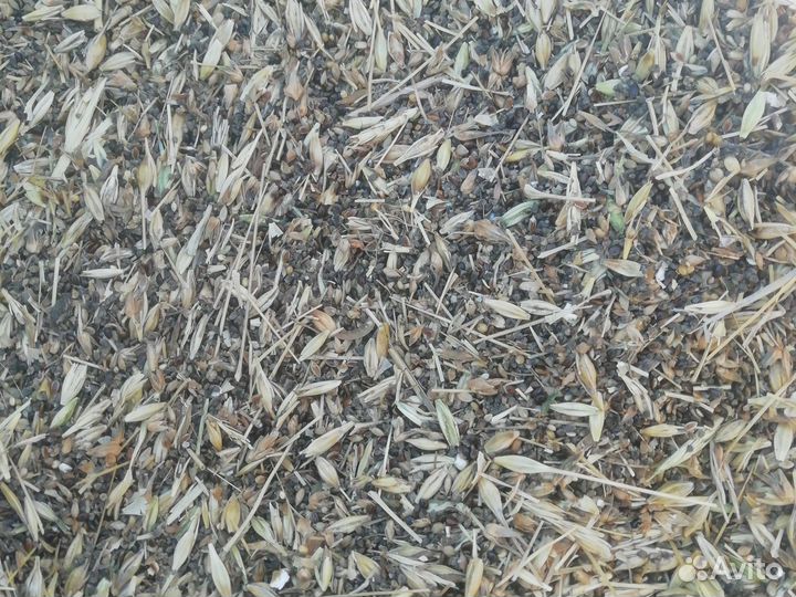 Ячменые корма