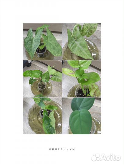 Сингониумы сортовые
