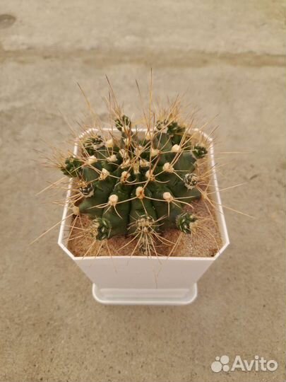 Гимнокалициум