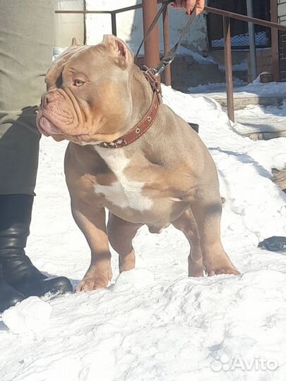 Американский Булли