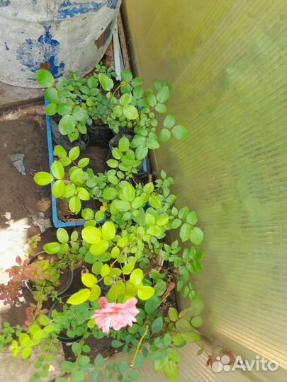 Пересорт Кустовые розы саженцы