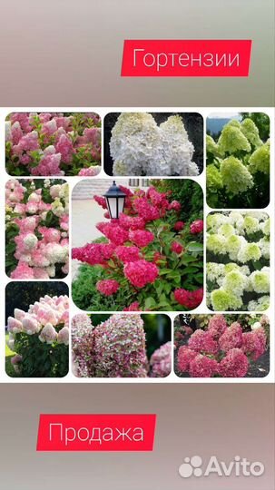 Гортензия