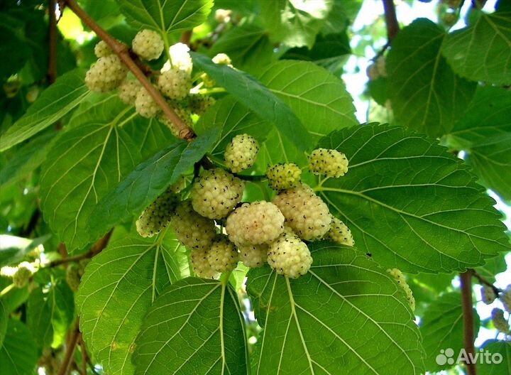 Шелковица 4 вида (саженцы)