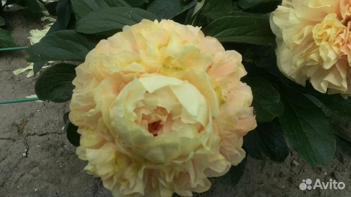 Пионы.Корни для осенней посадки. Более 100 сортов