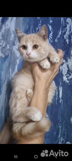 Котёнок бесплатно в добрые руки
