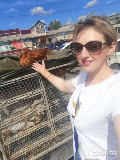 Куры молодки