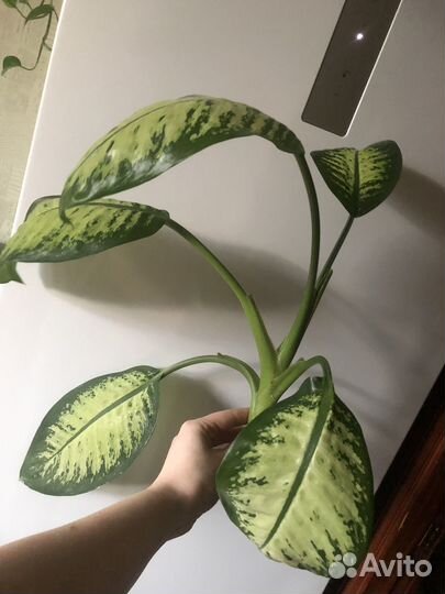 Диффенбахия сортовая верхушка