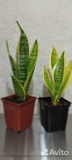 Сансевиерия голден ханни
