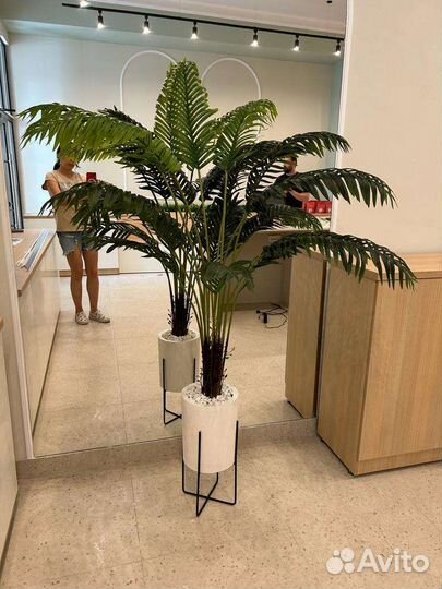 Фикус бенджамина