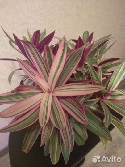 Рэо пёстрое (традесканция покрывальчатая)