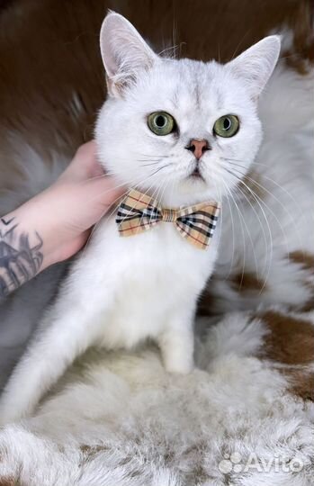 Котик с изумрудными глазами