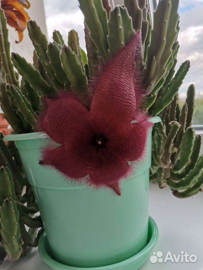 Кактусы,толстянка, сансевиерии, стапеллия