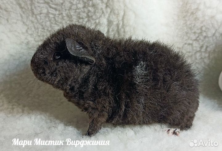 Морская свинка с вет. паспортом, родословной тедди