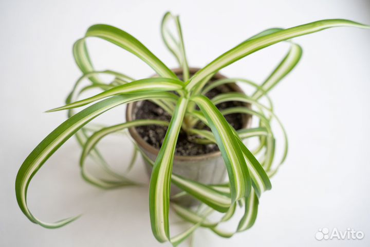 Хлорофитум кудрявый Бонни