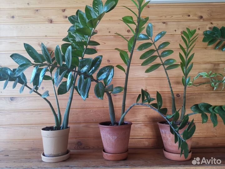 Замиокулькас