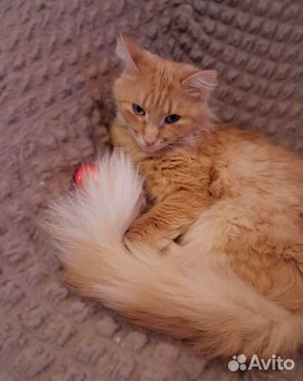 Бросили шикарного кота