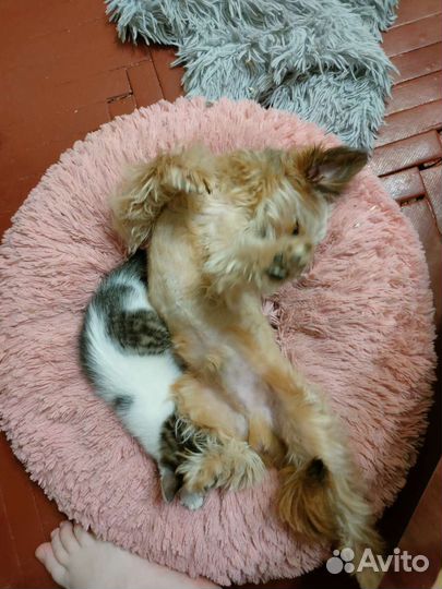 Случка пудель