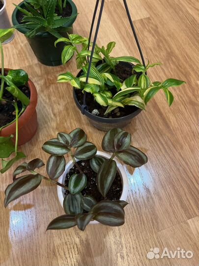 Комнатные цветы