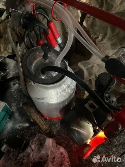 Доильный аппарат для коров бу