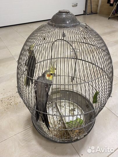 Попугай корелла