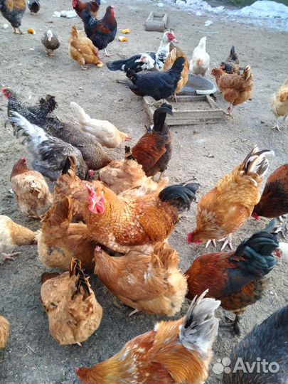 Цыплята. Индоутки на племя. Петухи