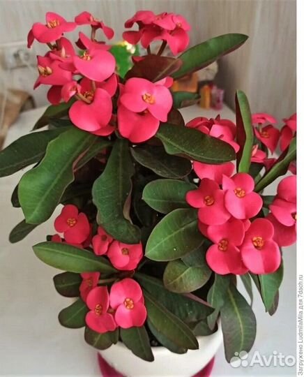 Молочай Миля