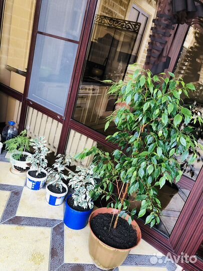 Фикус бенджамина