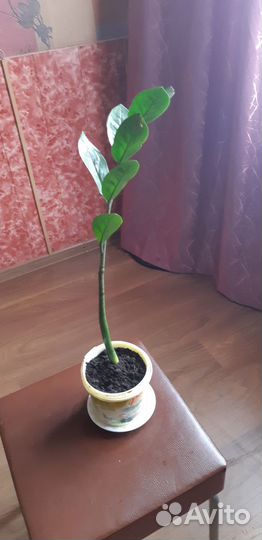 Замиокулькас