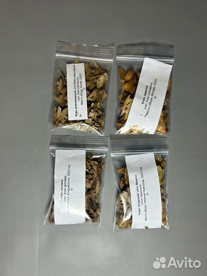 Коллекция кленов 