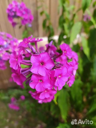 Многолетние цветы для сада