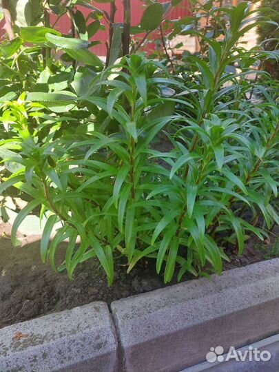 Лилии кремовая и жёлтая